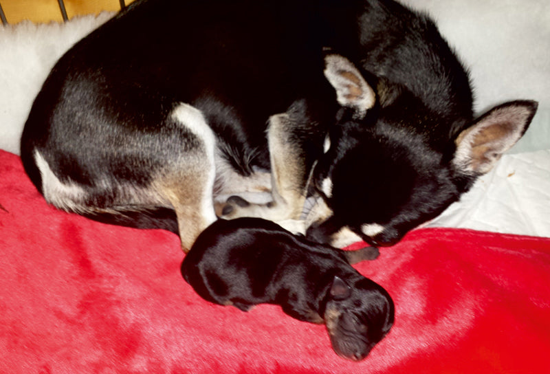 KOZEEPET Puppy Electric Heat Pad