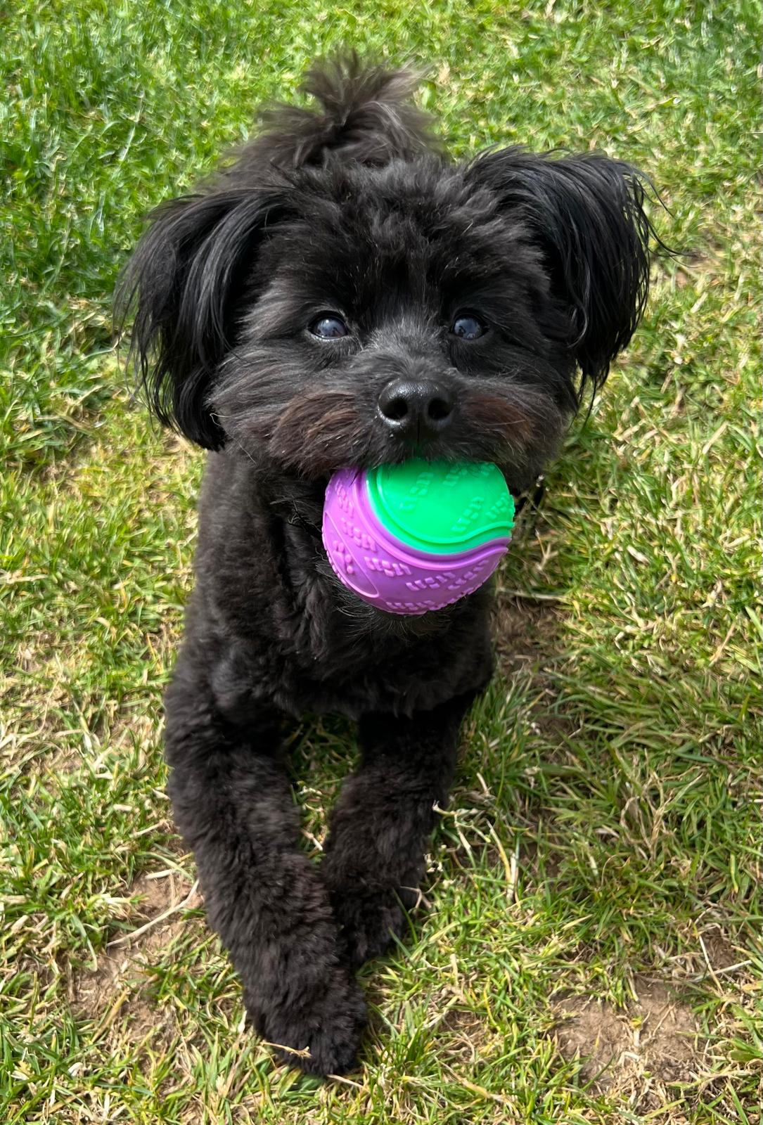 Hem and Boo TPR "Scooby Doo" Ball with Squeaker 6.5cm (DT5187)